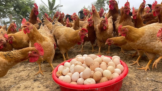 How to Start Chicken Farming and Make Profit Selling Online