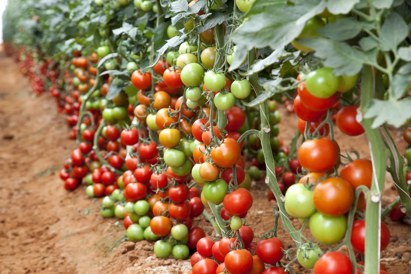 How to Farm Tomatoes and Make Money Selling Them Online: A Complete Guide for 2026