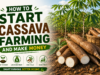 How to Start Cassava Farming and Make Money