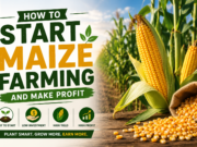 How to Start Maize Farming and Make Profit