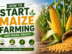 How to Start Maize Farming and Make Profit