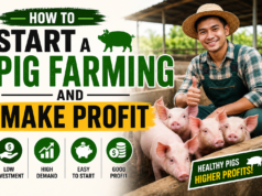 How to Start Pig Farming and Make Profit