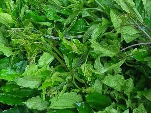 How To Start Vegetable Farming And Make Money From It